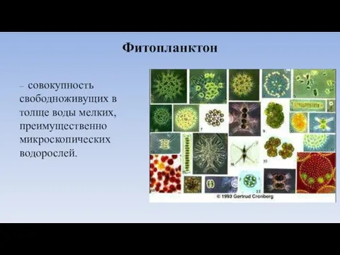 Фитопланктон – совокупность свободноживущих в толще воды мелких, преимущественно микроскопических водорослей.