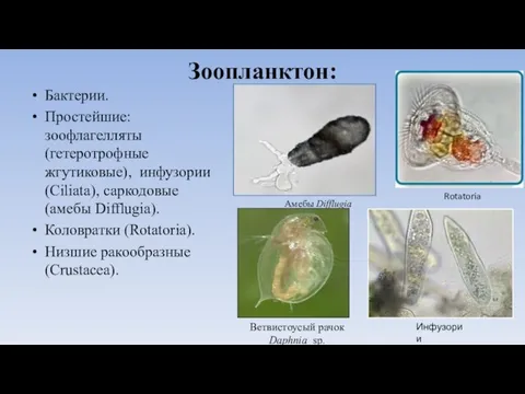 Зоопланктон: Бактерии. Простейшие: зоофлагелляты (гетеротрофные жгутиковые), инфузории (Ciliata), саркодовые (амебы Difflugia). Коловратки