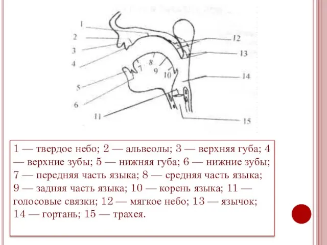 1 — твердое небо; 2 — альвеолы; 3 — верхняя губа; 4