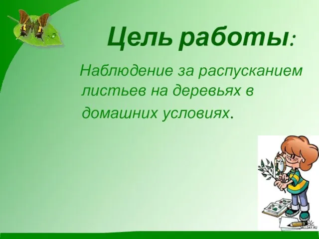 Цель работы: Наблюдение за распусканием листьев на деревьях в домашних условиях.