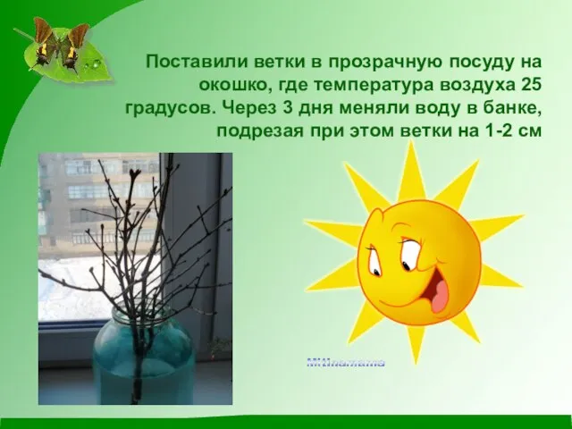 Поставили ветки в прозрачную посуду на окошко, где температура воздуха 25 градусов.