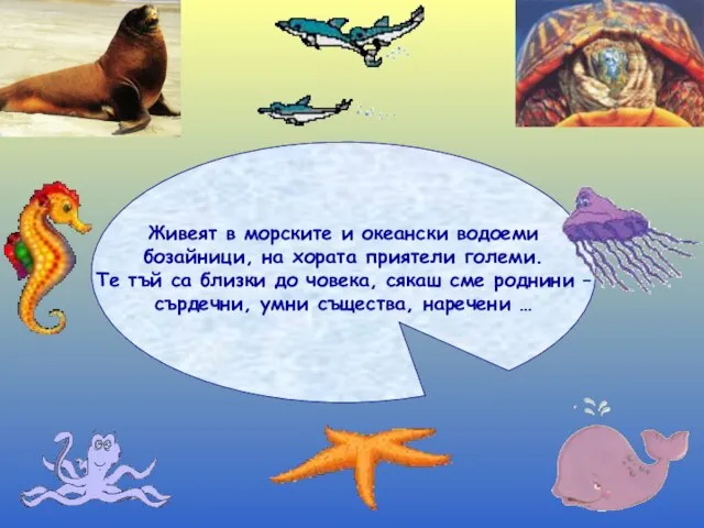 Живеят в морските и океански водоеми бозайници, на хората приятели големи. Те