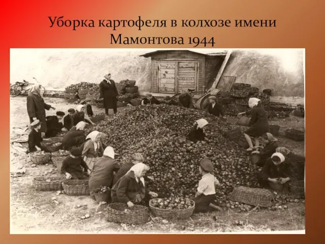 Уборка картофеля в колхозе имени Мамонтова 1944