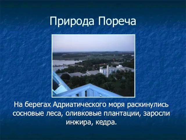 Природа Пореча На берегах Адриатического моря раскинулись сосновые леса, оливковые плантации, заросли инжира, кедра.