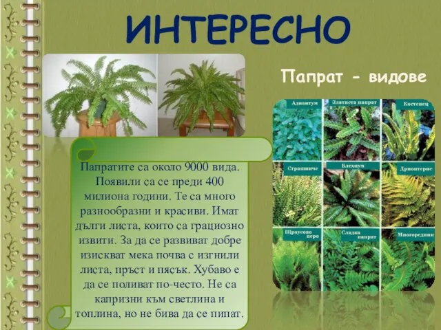 ИНТЕРЕСНО Папратите са около 9000 вида. Появили са се преди 400 милиона