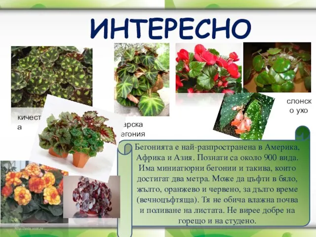 ИНТЕРЕСНО Бегонията е най-разпространена в Америка, Африка и Азия. Познати са около