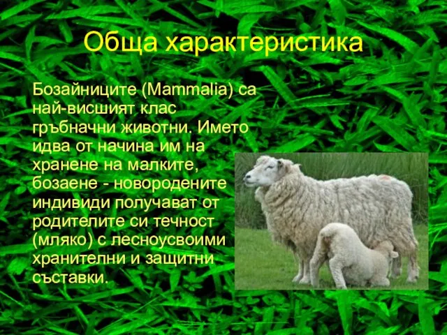 Обща характеристика Бозайниците (Mammalia) са най-висшият клас гръбначни животни. Името идва от