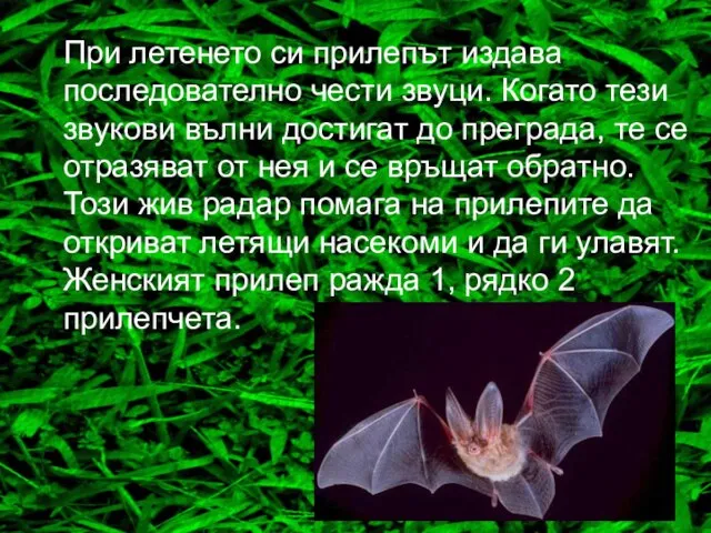 При летенето си прилепът издава последователно чести звуци. Когато тези звукови вълни