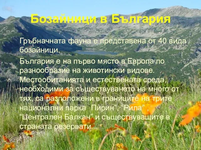 Бозайници в България Гръбначната фауна е представена от 40 вида бозайници. България