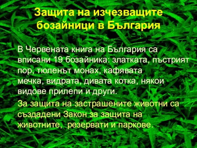 В Червената книга на България са вписани 19 бозайника: златката, пъстрият пор,