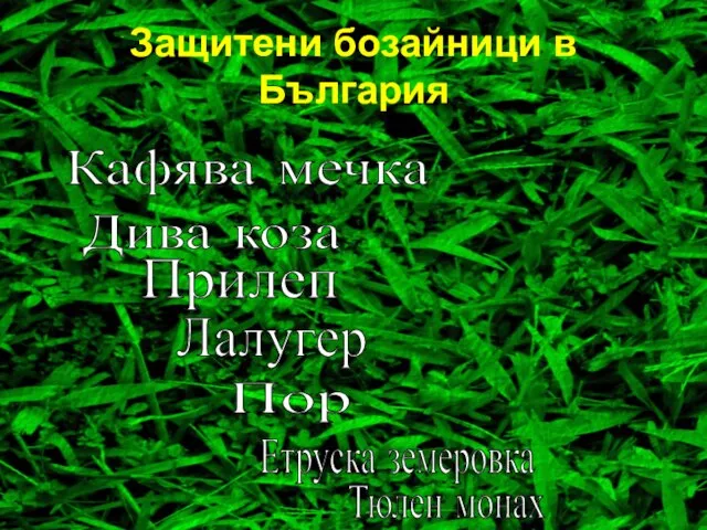 Защитени бозайници в България Кафява мечка Дива коза Прилеп Лалугер Пор Етруска земеровка Тюлен монах