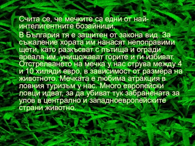 Счита се, че мечките са едни от най-интелигентните бозайници. В България тя