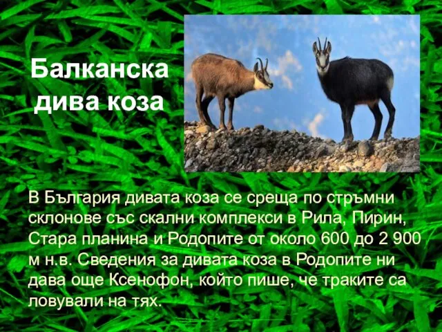 Балканскадива коза В България дивата коза се среща по стръмни склонове със
