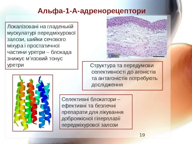 Альфа-1-А-адренорецептори Селективні блокатори – ефективні та безпечні препарати для лікування доброякісної гіперплазії