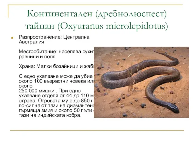 Континентален (дребнолюспест) тайпан (Oxyuranus microlepidotus) Разпространение: Централна Австралия Местообитание: населява сухите равнини