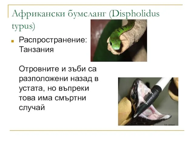 Африкански бумсланг (Dispholidus typus) Распространение: Танзания Отровните и зъби са разположени назад