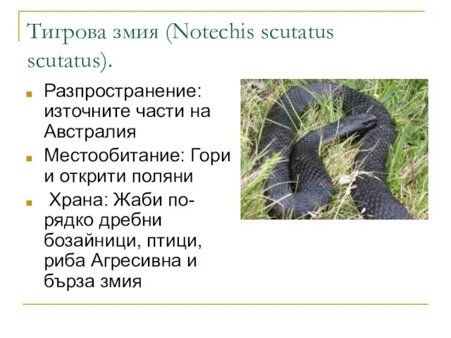 Тигрова змия (Notechis scutatus scutatus). Разпространение: източните части на Австралия Местообитание: Гори