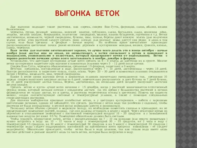 ВЫГОНКА ВЕТОК Для выгонки подходят такие растения, как сирень, спирея Ван-Гутта, форзиция,