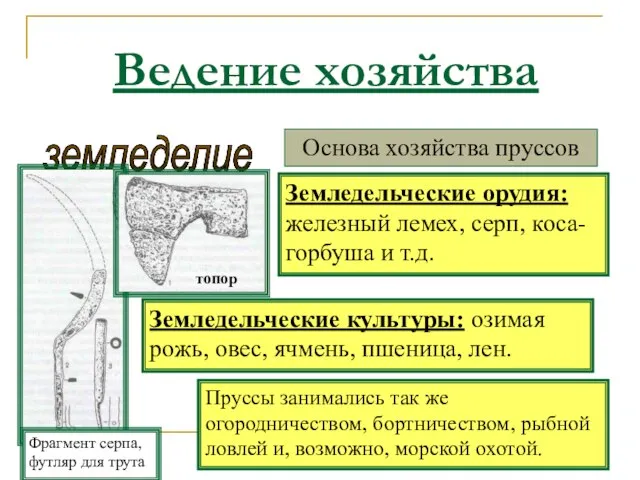 Ведение хозяйства земледелие Основа хозяйства пруссов Земледельческие орудия: железный лемех, серп, коса-горбуша