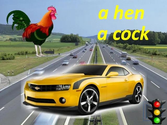 a cock a hen