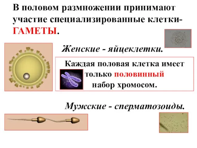 В половом размножении принимают участие специализированные клетки- ГАМЕТЫ. Женские - яйцеклетки. Мужские