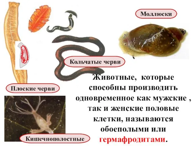 Животные, которые способны производить одновременное как мужские , так и женские половые