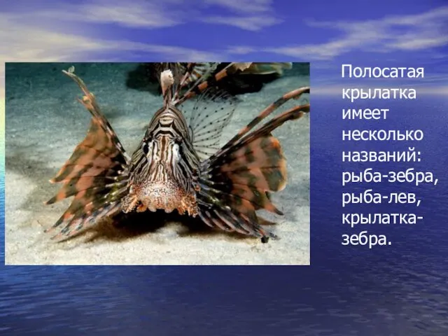 Полосатая крылатка имеет несколько названий: рыба-зебра, рыба-лев, крылатка-зебра.