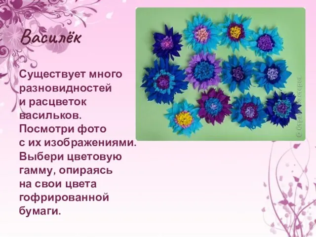 Василёк Существует много разновидностей и расцветок васильков. Посмотри фото с их изображениями.