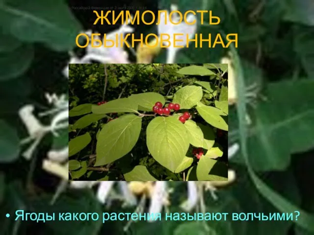 ЖИМОЛОСТЬ ОБЫКНОВЕННАЯ Ягоды какого растения называют волчьими? Постановление Пленума Верховного Суда Российской