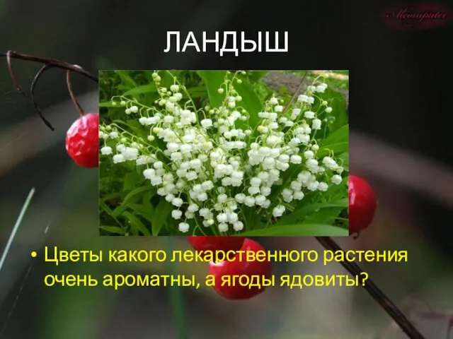 ЛАНДЫШ Цветы какого лекарственного растения очень ароматны, а ягоды ядовиты?