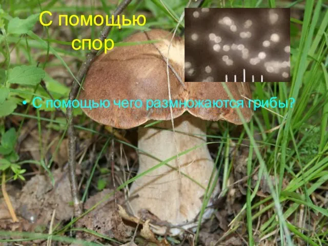 С помощью спор С помощью чего размножаются грибы?