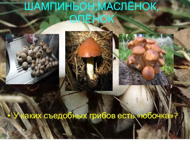 ШАМПИНЬОН,МАСЛЁНОК,ОПЁНОК У каких съедобных грибов есть «юбочка»?