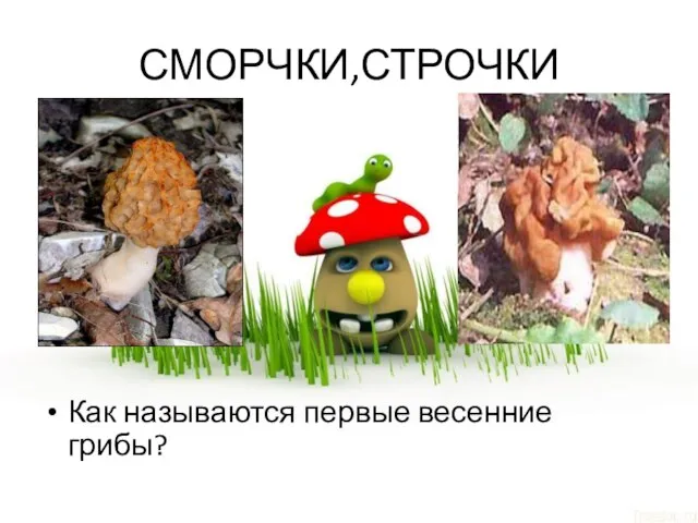 СМОРЧКИ,СТРОЧКИ Как называются первые весенние грибы?