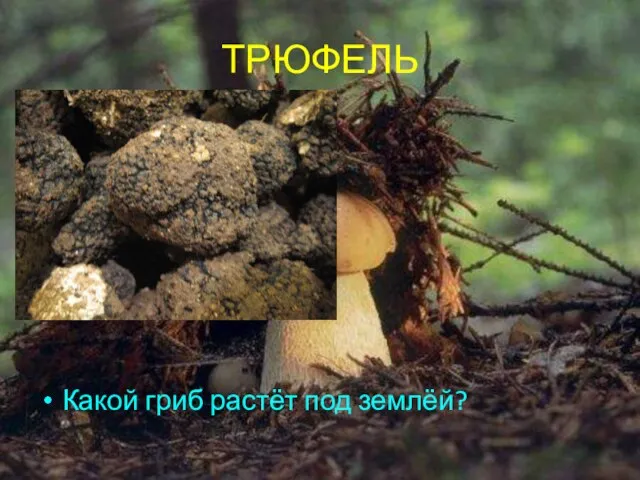 ТРЮФЕЛЬ Какой гриб растёт под землёй?