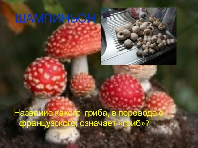 ШАМПИНЬОН Название какого гриба, в переводе с французского, означает «гриб»?