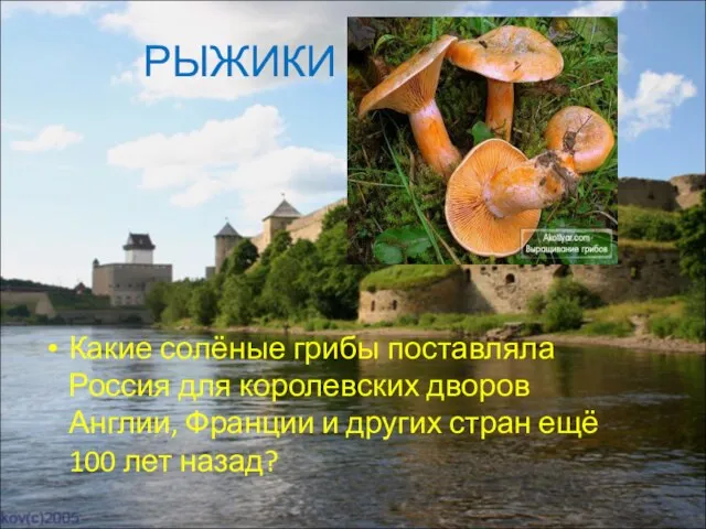 РЫЖИКИ Какие солёные грибы поставляла Россия для королевских дворов Англии, Франции и
