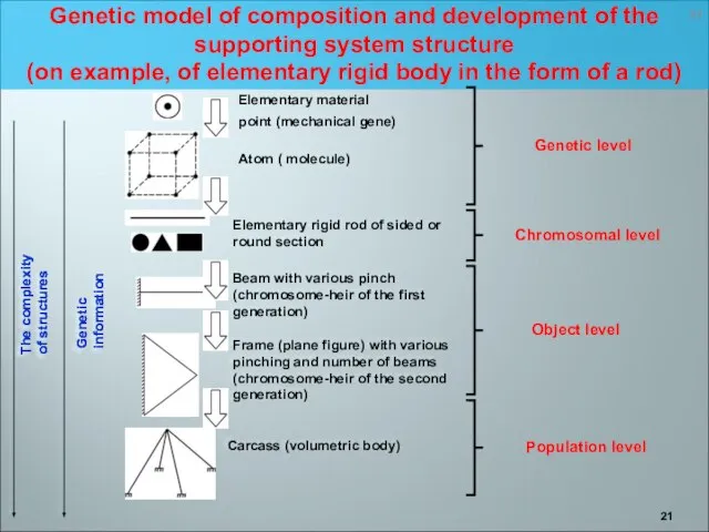 Genetic model of composition and development of the supporting system structure (on