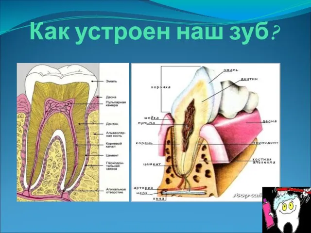 Как устроен наш зуб?