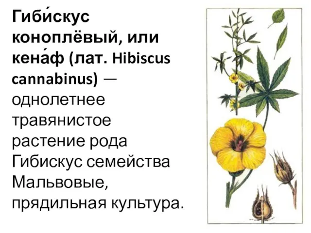 Гиби́скус коноплёвый, или кена́ф (лат. Hibiscus cannabinus) — однолетнее травянистое растение рода