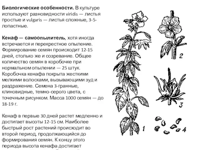 Биологические особенности. В культуре используют разновидности viridis — листья простые и vulgaris