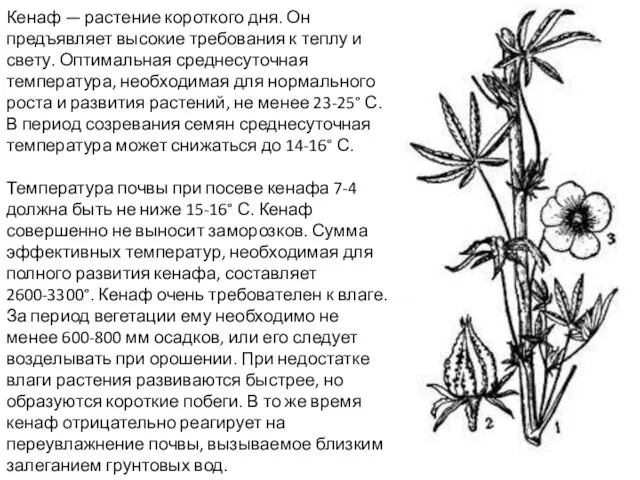 Кенаф — растение короткого дня. Он предъявляет высокие требования к теплу и