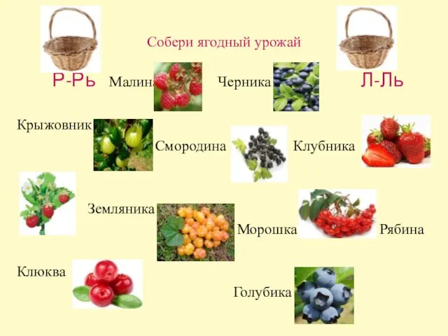 Собери ягодный урожай Р-Рь Малина Черника Л-Ль Крыжовник Смородина Клубника Земляника Морошка Рябина Клюква Голубика