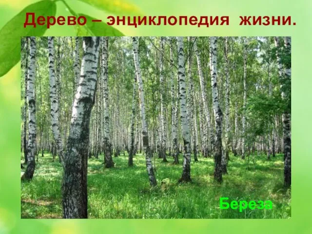 Дерево – энциклопедия жизни. 2. Это дерево бесспорно одно из самых красивых