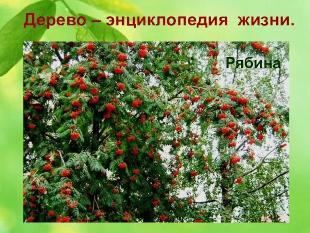 Дерево – энциклопедия жизни. 3. Ягоды этого дерева не только красивы, но