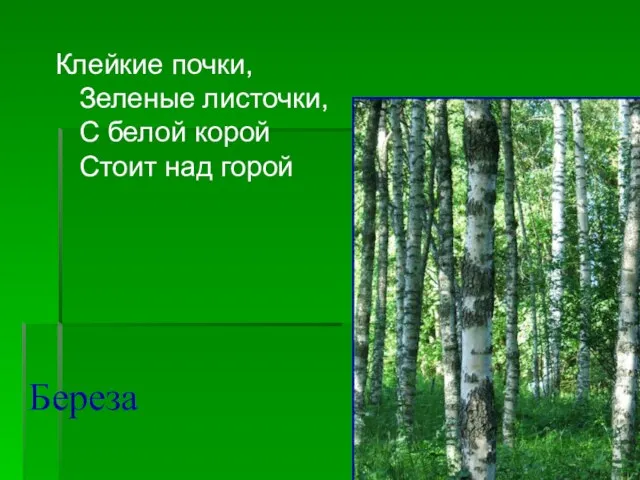 Береза Клейкие почки, Зеленые листочки, С белой корой Стоит над горой