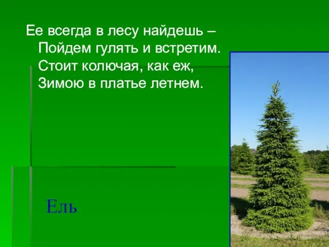 Ель Ее всегда в лесу найдешь – Пойдем гулять и встретим. Стоит