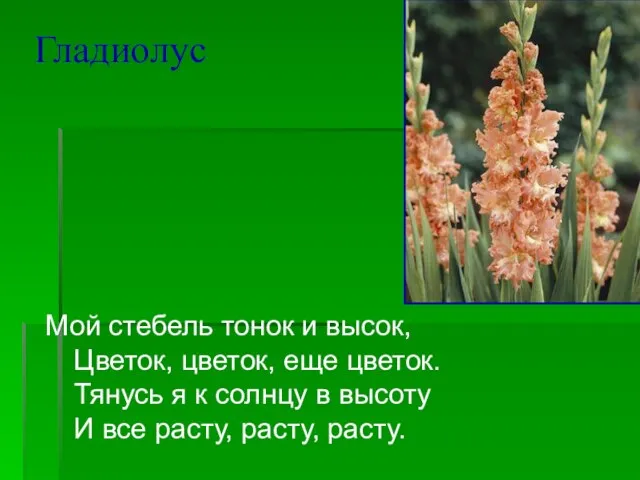 Гладиолус Мой стебель тонок и высок, Цветок, цветок, еще цветок. Тянусь я