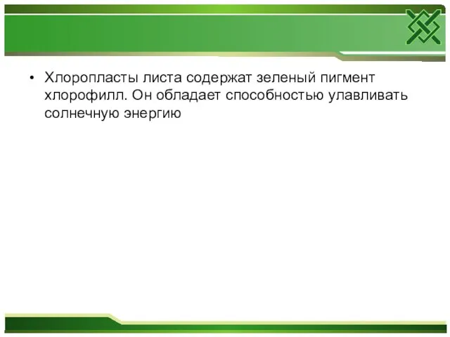 Хлоропласты листа содержат зеленый пигмент хлорофилл. Он обладает способностью улавливать солнечную энергию