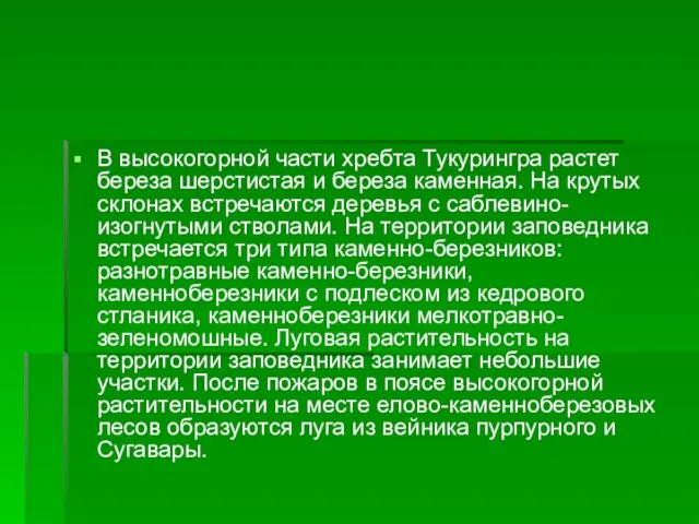 В высокогорной части хребта Тукурингра растет береза шерстистая и береза каменная. На