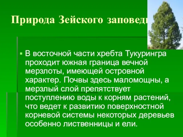 Природа Зейского заповедника. В восточной части хребта Тукурингра проходит южная граница вечной